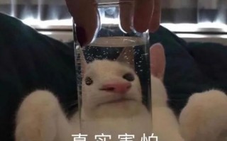 小说沙雕搞笑文案，小说沙雕搞笑文案短句