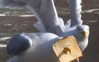 恶搞视频鸡腿图片，恶搞视频鸡腿图片大全