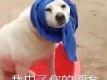 姐姐群像沙雕文案，姐姐群像沙雕文案怎么写