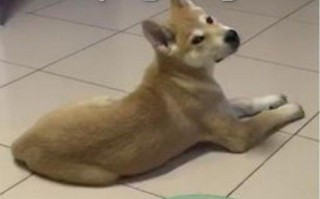 沙雕狗狗的文案，沙雕狗狗头像