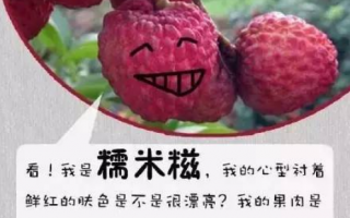 荔枝游玩攻略，荔枝游玩攻略大全