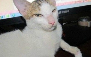 淘宝猫咪恶搞视频，恶搞猫咪视频大全