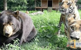 肉食动物经典脱口秀段子，肉食动物经典脱口秀段子视频